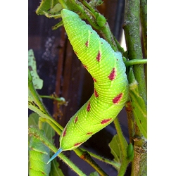 Lime Hawk tiliae 10 established larvae